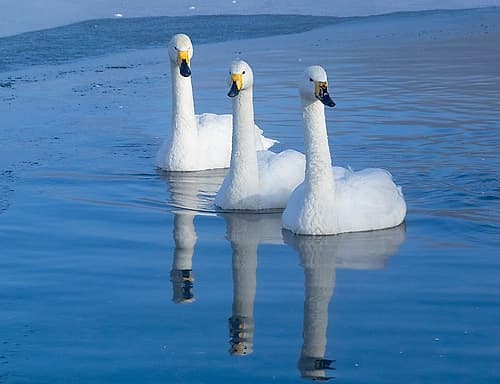Japan-Hokkaido Three whooper swans swim in the warm thermal edge of the frozen lake Art Print by Ellen Goff